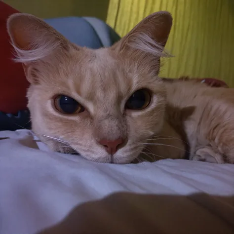 My ginger cat Niki