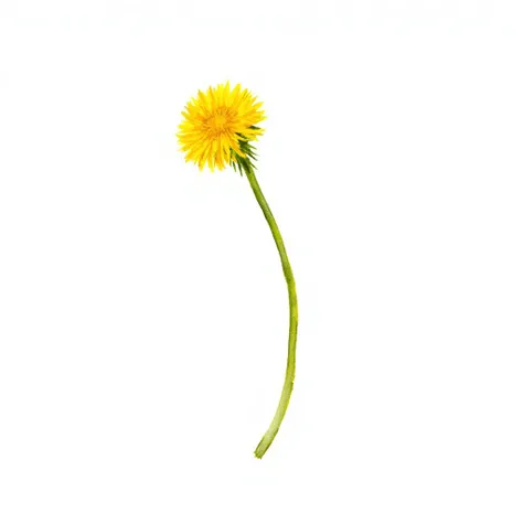 Watercolor Botanical by Elef