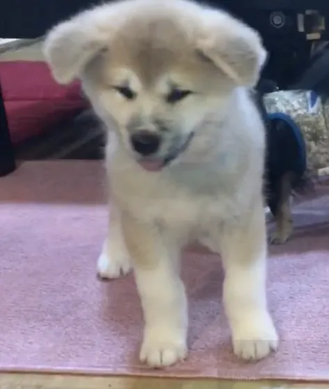 AKITA-Puppy