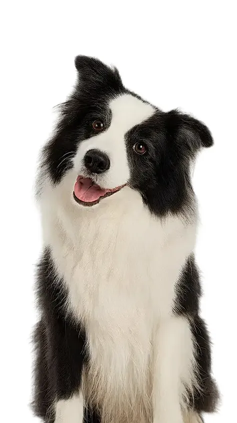 WAN22--Vídeo gerado por imagem