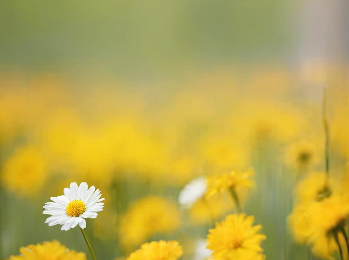 there is a field of yellow flowers with a white daisy in the middle