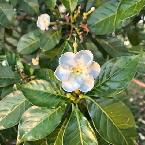 there is a white flower with green leaves on it