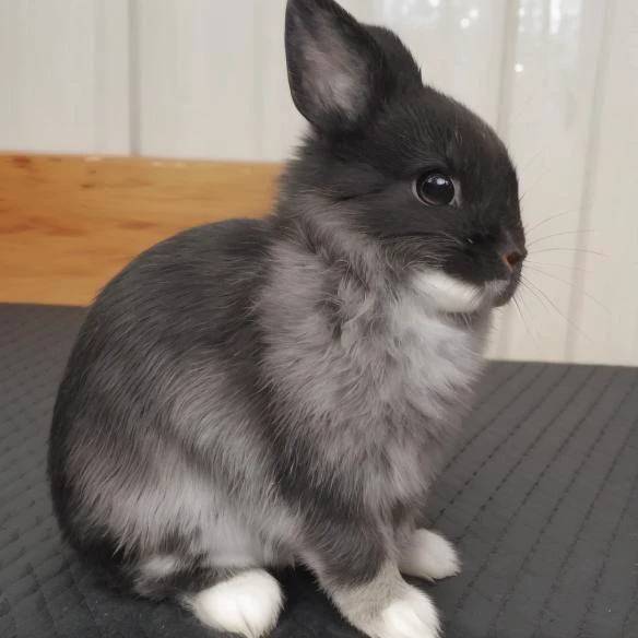 Netherland Dwarf Rabbit Generator -BETA