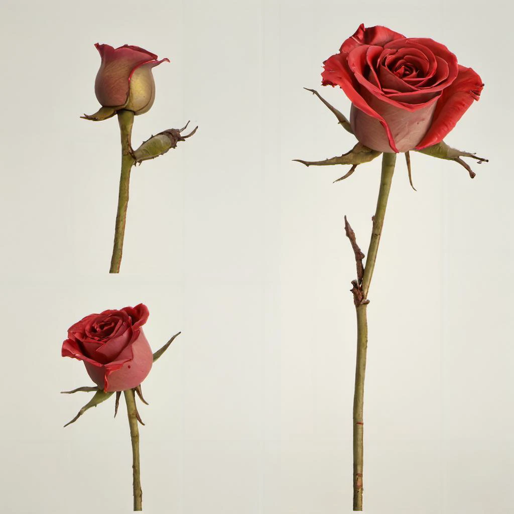 three red roses are shown in a series of four different positions