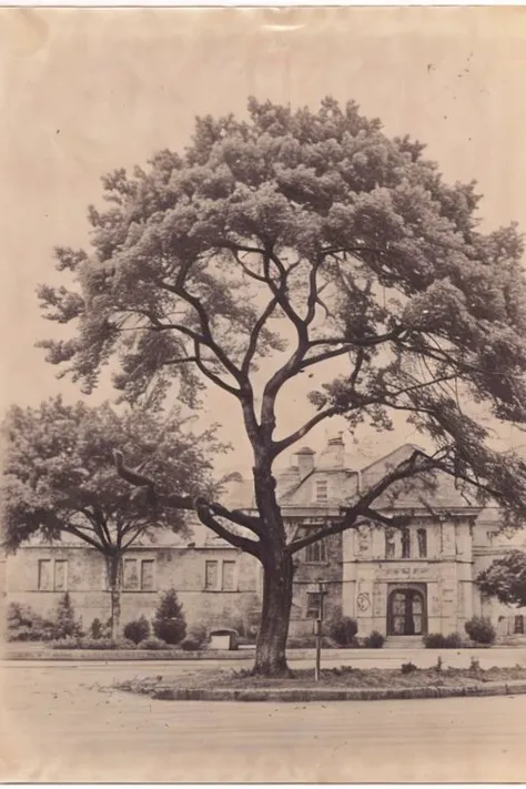 an old photo of a large tree in front of a building