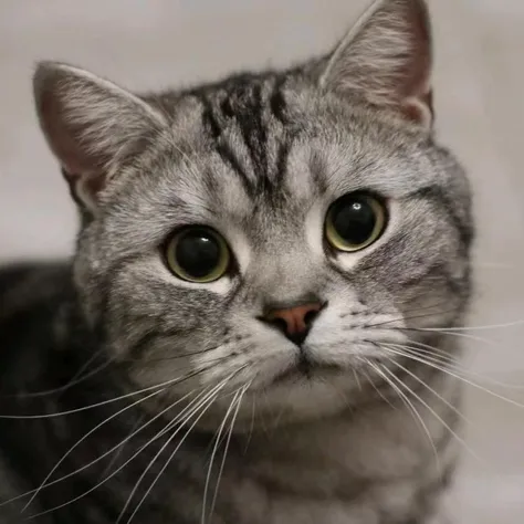 Whiskers