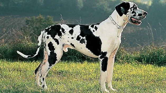 Dog