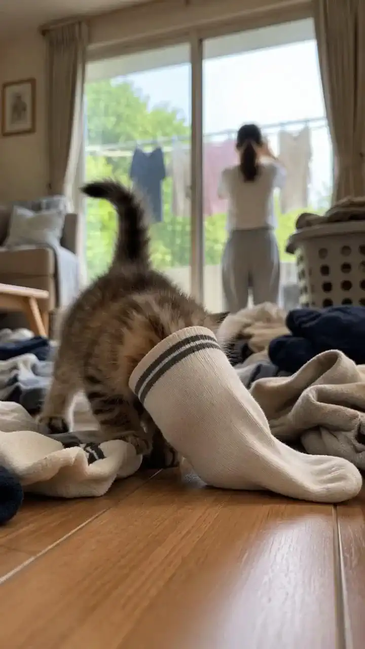 動画２）消えた靴下事件：悪戯子猫