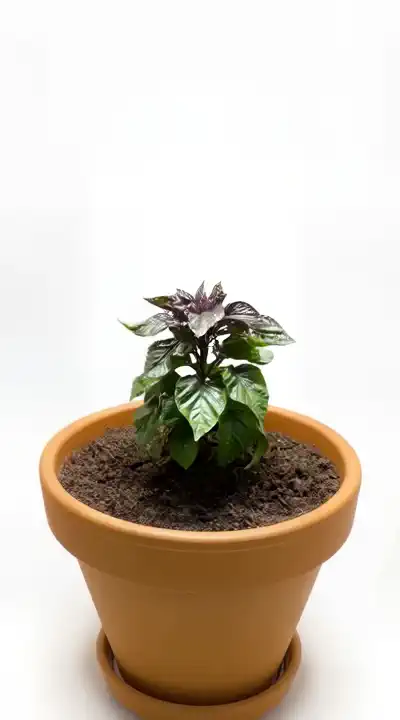 Growing Plant Timelapse Hunyuan video LoRA