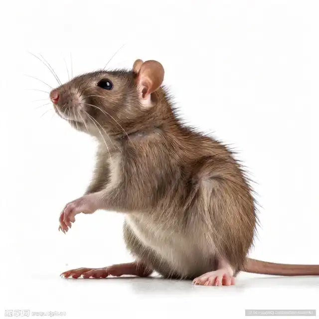 บีบวัตถุใด ๆ