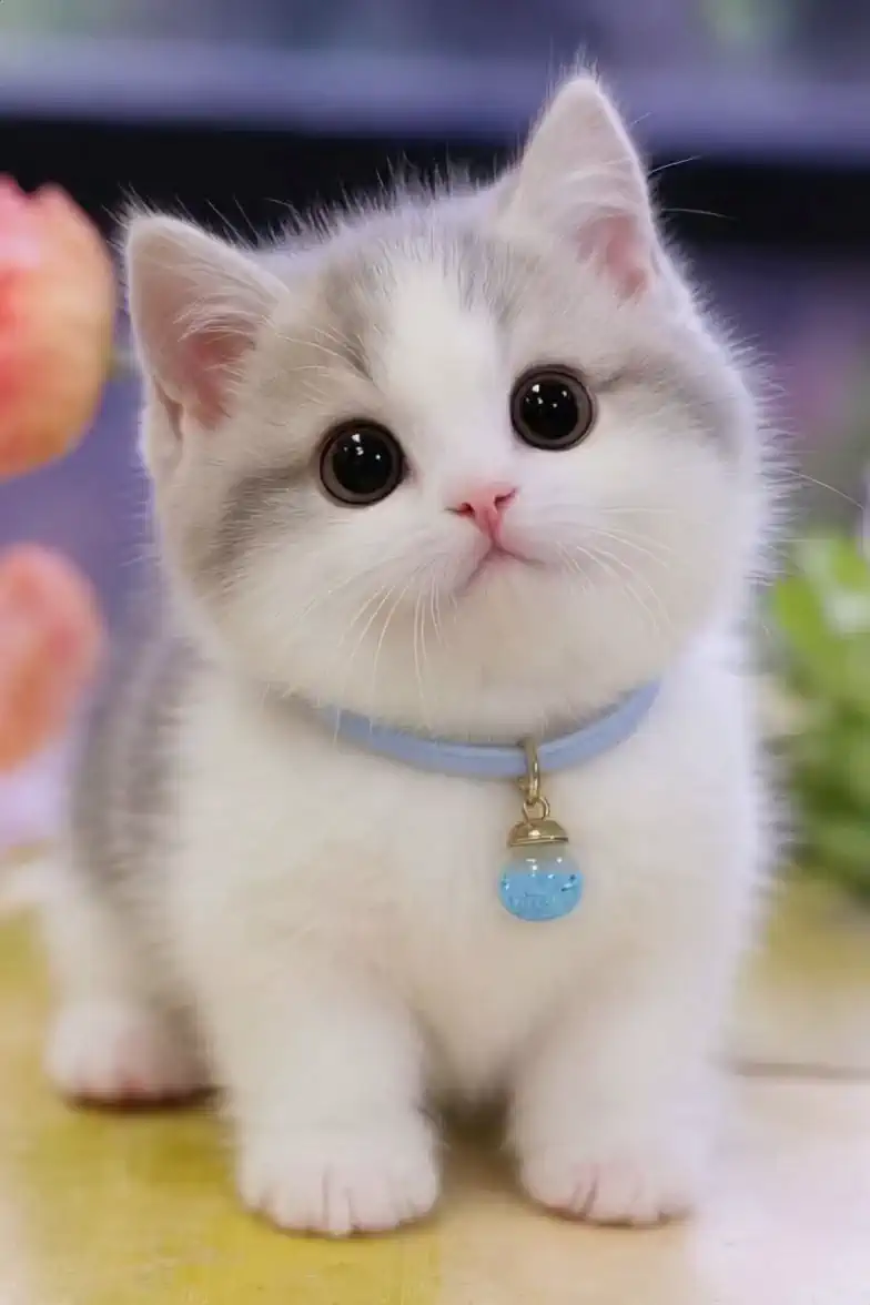 สัตว์เลี้ยงเป็นมนุษย์