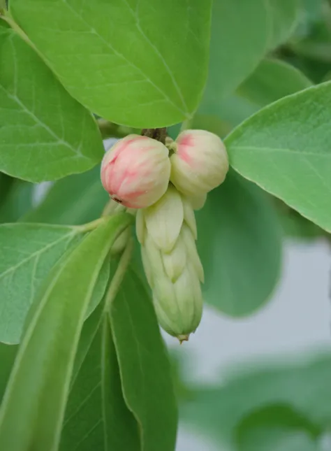 a close up of a plant with a bunch of fruit on it, kuntilanak on tree, nuttavut baiphowongse, fruit trees, flowering buds, kunti...