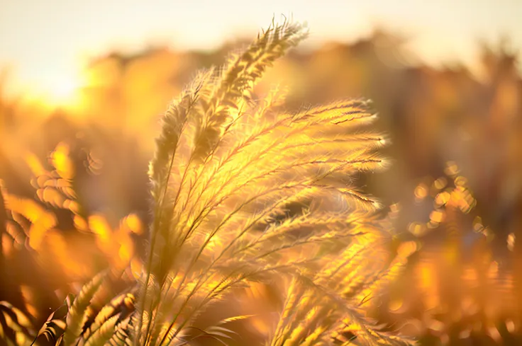 there is a close up of a plant with long white grass, softly backlit, soft golden light, golden feathers, soft feather, soft aut...