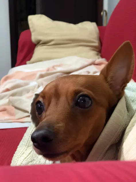 there is a dog that is laying down on a bed, pinscher breed ,  dachshund, com olhos bonitos,  selfie of a dog, staring at the ca...