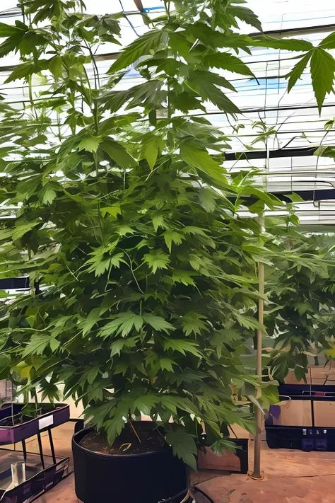 (melhor qualidade) bank robber in cannabis greenhouse