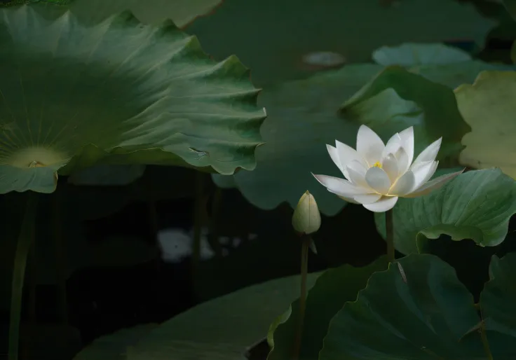 a white flower grows in the middle of the field, standing gracefully upon a lotus, lotus pond, lotuses, lotus flowers on the wat...