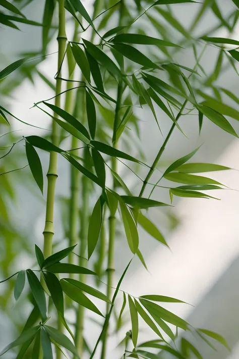 There are close-ups of leafy plants, bamboos, Bamboo, made of bamboo, Bamboo forest, bamboo wood, lush plant growth, shot on canon camera, willow plant, in bamboo forest, Bamboo forest in the background, close up of iwakura lain, Green plants, Wang Chen, g...