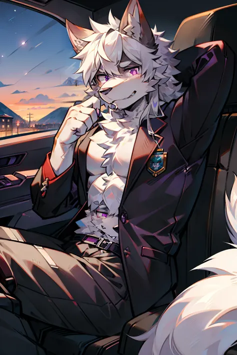 solo person，shaggy male，hairy bodies，shoun，coyote，canid，Gray fur，long  white hair，The ends of the hair are purple，Purple eye，Bullied，adolable，Handsome，large tail，full bodyesbian，In the car，drive，