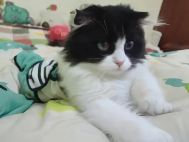 There was a black and white cat lying on the bed, cute furry needs your help, Black and white cat, with cute doting eyes, cat female with a whit and chest, A cute cat, persian cat, Black and white color, The cat is fluffy, Sitting on the bed, a sick cat la...