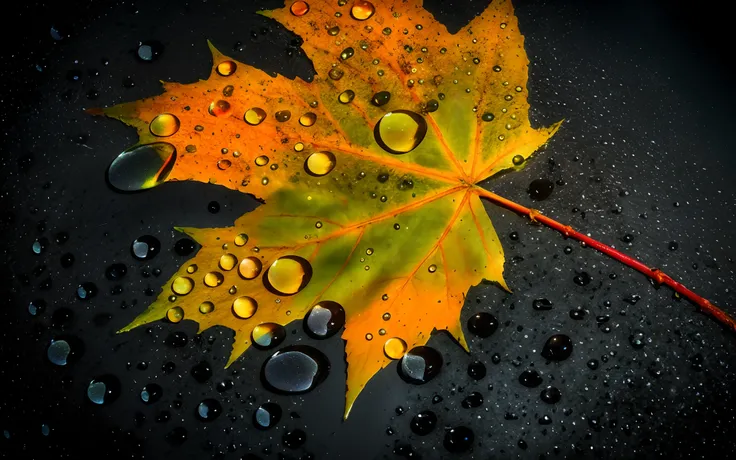 arafed leaf with water droplets on it laying on a black surface, amazing color photograph, autumn rain turkel, prize winning color photo, contrasting colors, autum, wet leaves, droplets, colour hd photography, detailed droplets, amazing photo, drops, splas...