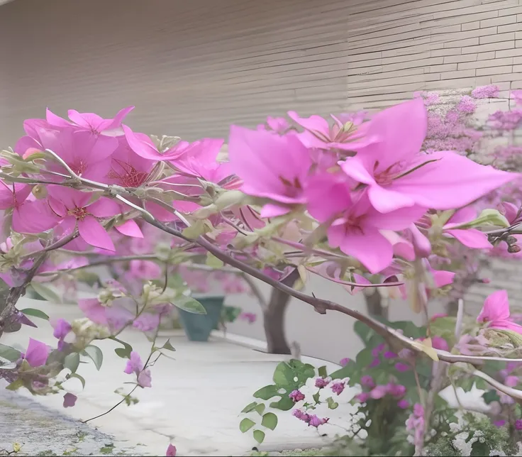 Purple flowers grow on trees outside buildings, bougainvillea, Pink flowers, Beautiful image, pink flower, flowers blooming, taken with a canon dslr camera, bloom and flowers in background, taken with sony alpha 9, taken with canon eos 5 d, taken with a ca...