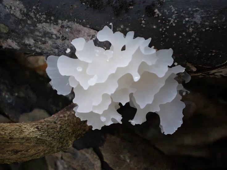 Fungal spores, Slime mold, fungus, Translucent algae gorgeous, Sickle trill, Trill - spindle-shaped muscle, Silver-eared fern, beautiful natural forms, mycelium, simulacrum of a space fungus