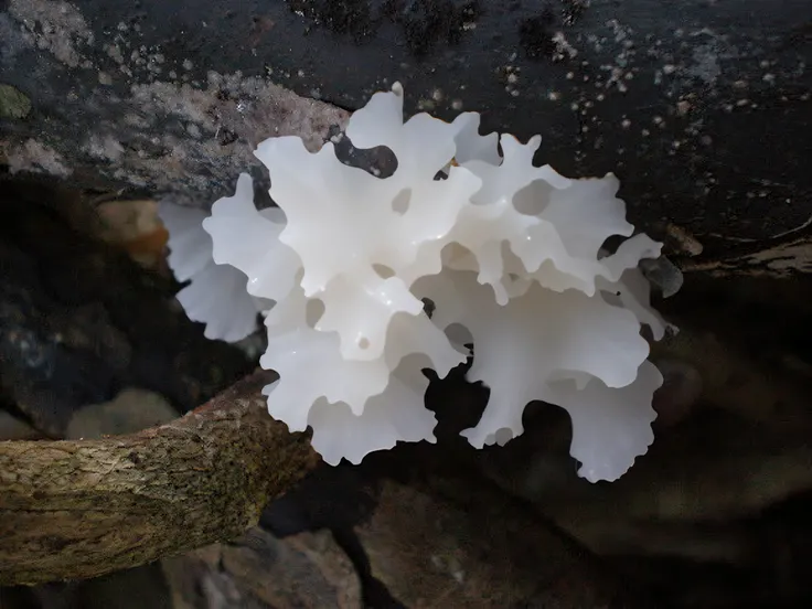 Fungal spores, Slime mold, fungus, Translucent algae gorgeous, Sickle trill, Trill - spindle-shaped muscle, Silver-eared fern, beautiful natural forms, mycelium, simulacrum of a space fungus