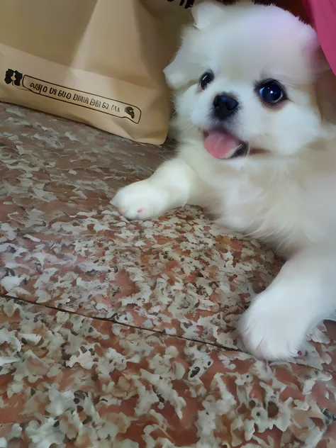 there is a small white dog sitting on the floor next to a bag, cute dog, beautiful cute, puppy, super cute and friendly, super fluffy, with cute doting eyes, very handsome, she has a cute face, bao phan, cute beautiful, pomeranian mix, small white dog at h...