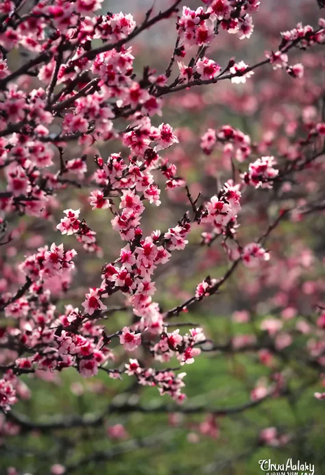 Spring is the beginning of a year. When the trees begin to shed their dry winter coats with young buds, we know spring is coming.

Spring comes and brings with it pleasant weather that is no longer as cold as winter. When the swallows wings flutter in the ...