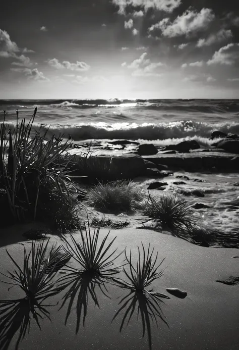 Fotografia en blanco y negro, playa solitaria, Close-up with herbs bathed in sunset light. fondo de un mar en calma, horizonte con el sol cayendo por el lado derecho de la imagen, objetivo 35 mm