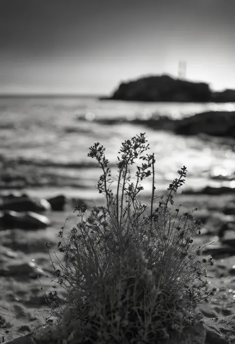 Black and white photograph, solitary beach, Close-up with herbs bathed in sunset light. background of a calm sea, horizon with the sun falling on the right side of the image, 35 mm lens, high contrast