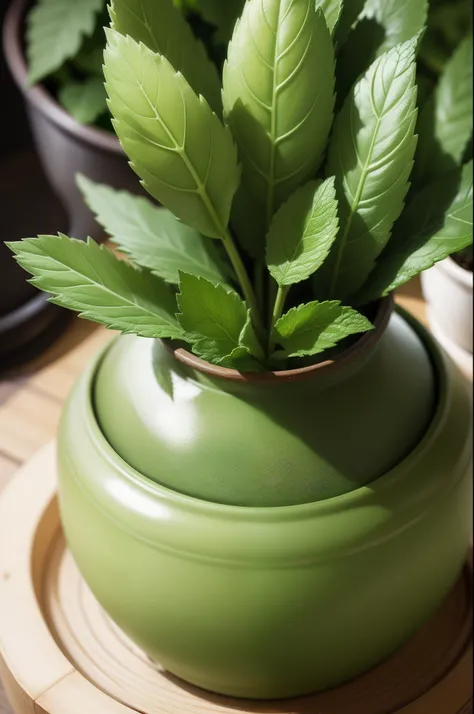 RAW photos，A pot of mint，Greenery，Desktop greenery，Fresh tones，Close-up of plant foliage，Plant villi，macro photography，professional colorgraded