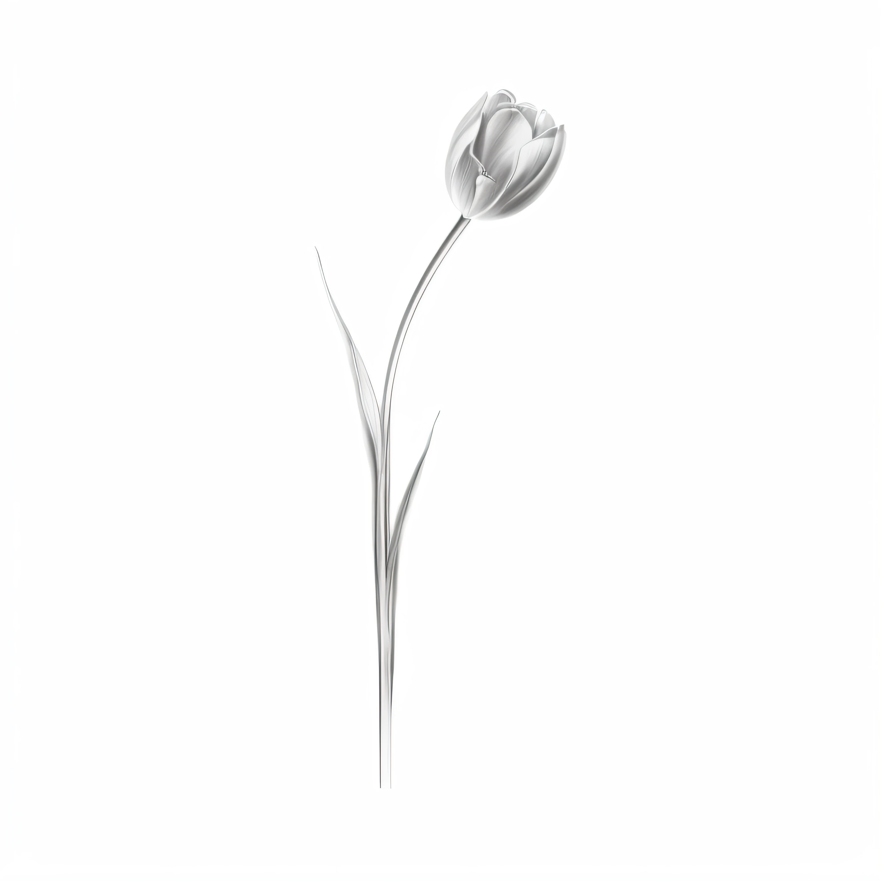 there is a drawing of a single flower in a vase, tulip, depicting a flower, light greyscale, high key, glowing delicate flower, high-key, high - key, fine drawing, simplistic, flower, digital pencil painting, blooming, ambient occlusion:3, elegant drawing,...