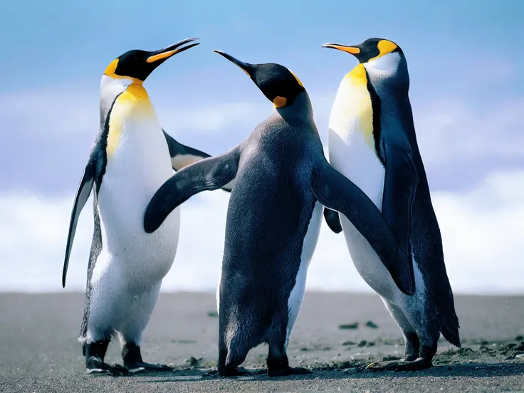 three penguins standing on the beach with their beaks open, penguins, penguinz0, pinguin, beaks, penguin, beautiful photo, marketing photo, linux, link, soldier penguins, national geographic photo”, by Juergen von Huendeberg, photo shot, 🦩🪐🐞👩🏻🦳, army of ro...