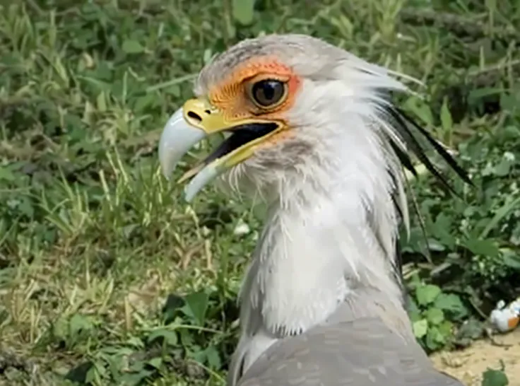 Arafin bird with orange beak and white head sitting in the grass, big beak, eagle beak, birb, With a yellow beak, Unknown, Tulaco Morphing Chicken, feathered head, rounded beak, Falcon bird face, bird head, with the beak of an eagle, long, thick shiny gold...