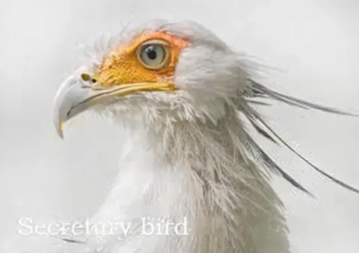 Allalin bird with orange head and white plumage on white background, feathered head, surrealistic bird, birb, Down hair, feathered, sentient bird, bird head, anthropomorphic bird, Morphing Wing King Vulture Head, Birdeye, crown of body length feathers, Hyb...