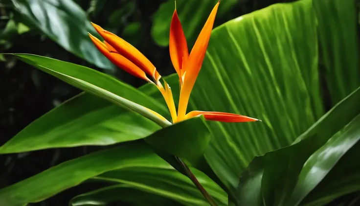 Tropical Plants, tropical rainforest, (Photorealsitic:1.4), top-quality, ​masterpiece, ultra-detailliert, Raw photo