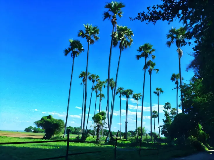 a view of a road with palm trees and a fence, palmtrees, coconut trees, the palms come from the ground, palm trees, tree palms in background, scenary, coconut palms, palm trees james gurney, on a sunny day, palm trees in the background, palms, blue sky, be...