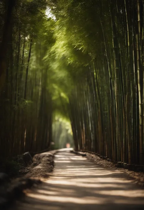 Bamboo bush、One straight road、oblong、Sunshine、