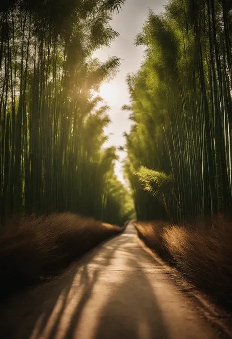 Bamboo bush、One straight road、oblong、Sunshine、