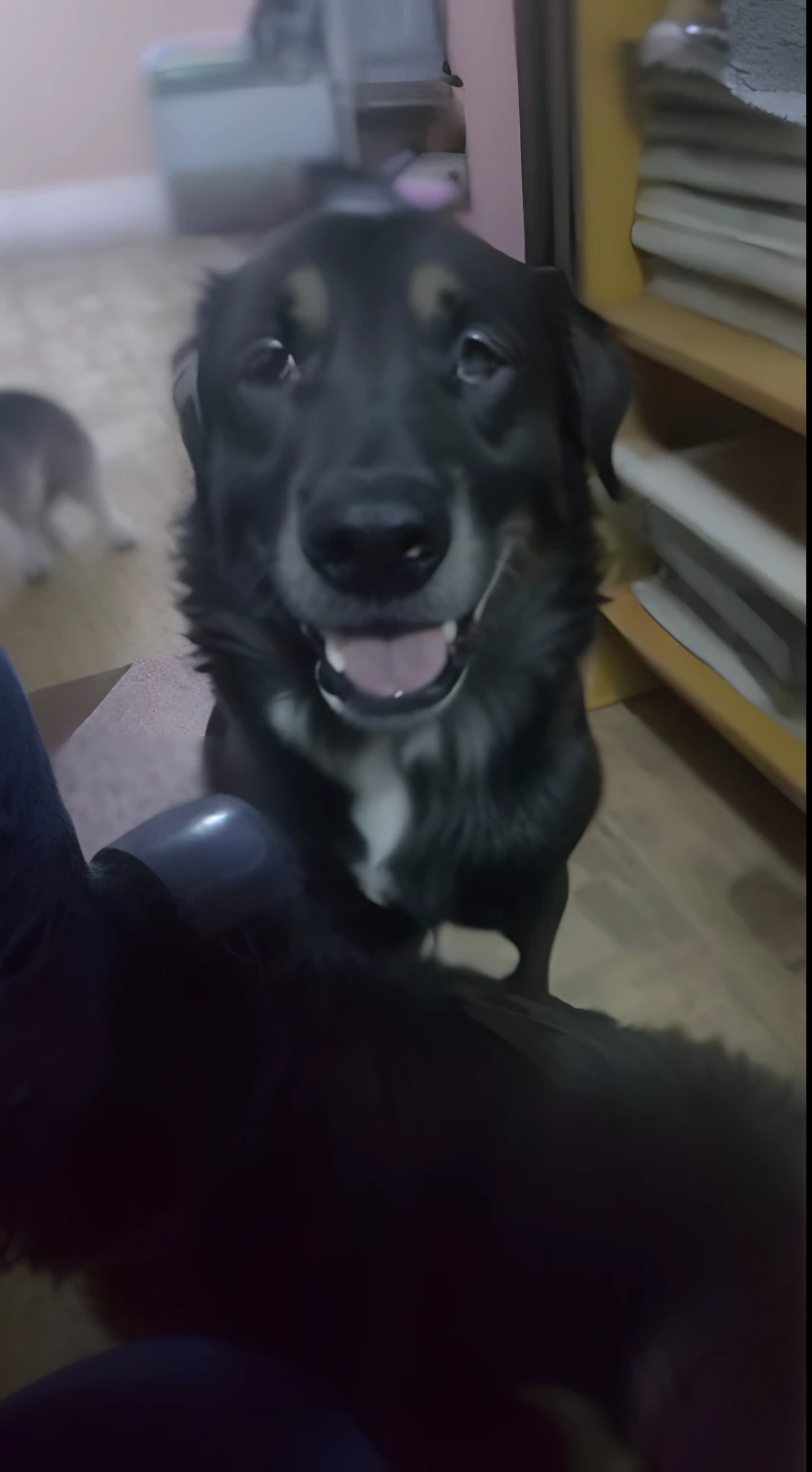 There is a dog that is sitting on the floor next to a person, feliz con la boca abierta, Nariz ancha!!!, happily smiling at the camera, front facing the camera, imagen de muy muy muy alta calidad, he is very happy, sonrisa muy grande, sonrisa muy grande, w...