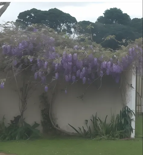 flores roxas crescendo em uma parede ao lado de uma cerca branca, videiras floridas, natureza crescendo ao redor da cidade, covered with orchids, incrivelmente bonito, covered with swollen orchids, covered with thick orchids, Beautiful image, vista deslumb...