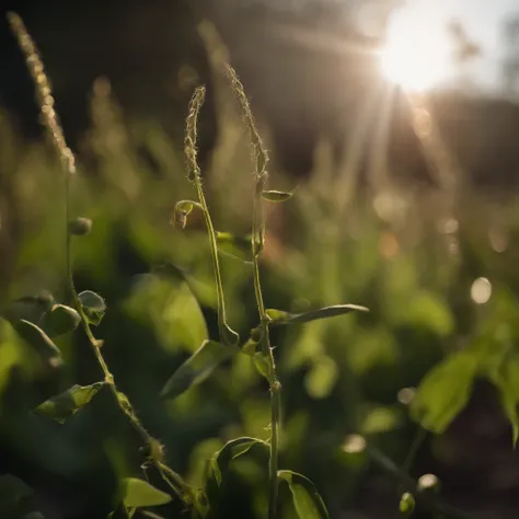 pea，a plant，photorealestic