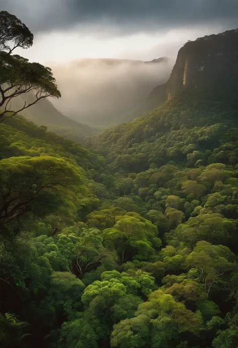 Top view of South African rainforest