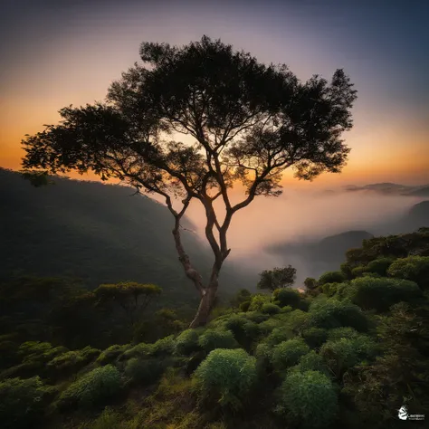 Magnificent view，Mountain top forest edge landscape photography professional high quality nature digital photography，Broad field of view，Bushes in the moonlight，Moonlight 1 White Phalaenopsis orchids on the edge of the cliff，Clear and transparent water，Hug...