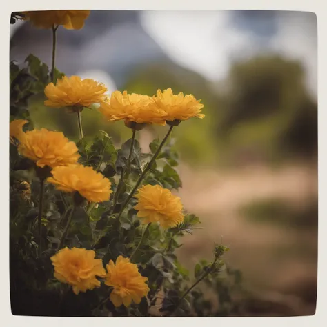 Era uma vez um campo florido, where all the rays of the rainbow met. 
Ali, The flowers danced in the wind, offering its sweet nectar to all visitors.