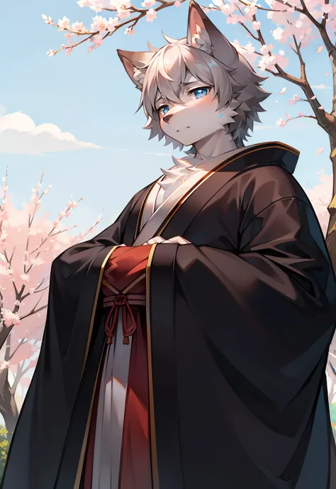 Under the peach blossom tree，Japanese style，solo person，Pale gray wolf beast，male people，Young adults，Strong build，Off-white fur，Sky blue eyes，Short gray hair，Tighten your eyes，Animal facial features，Wearing a Taoist robe，Ultra-clear screen，Soft lines，full...