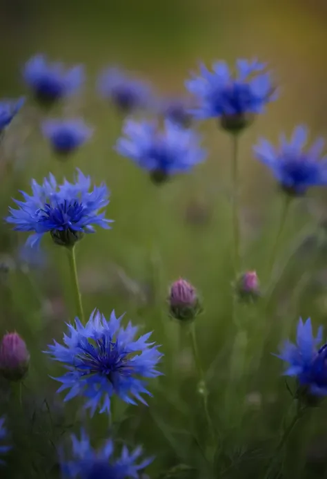 Sea of cornflowers(3:1)，starrysky