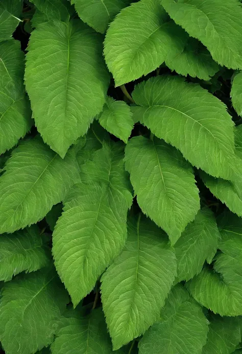 Foliage Pra-pro-Nóbis Green Foliage, Pra-pro-nóbis leaves, Pra-pro-nóbis leaves,  folhas grandes e caules, folhagem exuberante, pequenas e densas vinhas intrincadas, Pra-pro-nóbis leaves, folhagens e caules grandes, folhagem emaranhada, folhas e caules gra...