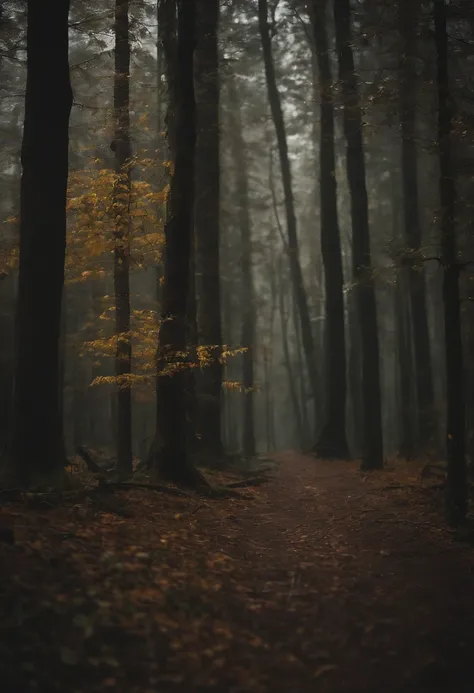 forest rainy day, indoor view